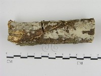 藏品(絲皮菌屬)的圖片