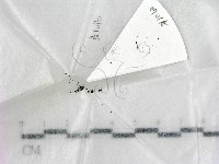 藏品()的圖片