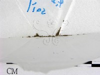 藏品()的圖片