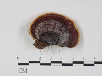 藏品(靈芝屬)的圖片