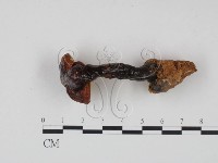 藏品(靈芝屬)的圖片