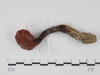 藏品(靈芝屬)的圖片