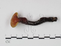 藏品(靈芝屬)的圖片