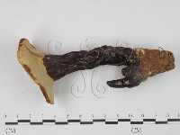 藏品(靈芝屬)的圖片