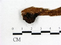 藏品(木耳屬)的圖片