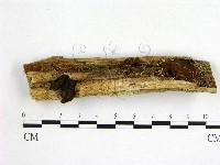 藏品(木耳屬)的圖片