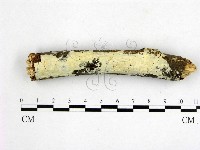 藏品(顯絲菌屬)的圖片