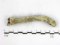 藏品(顯絲菌屬)的圖片