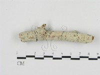 藏品(絲齒菌屬)的圖片