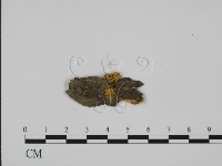 藏品(銀耳屬)的圖片