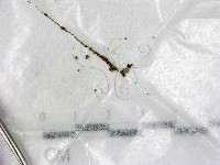 藏品()的圖片