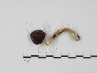 藏品(紅菇屬)的圖片