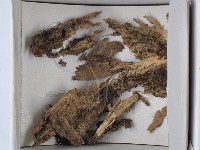 藏品()的圖片