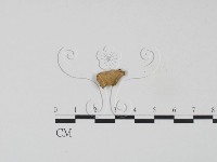 藏品(膠孔菌屬)的圖片