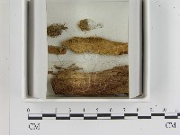 藏品()的圖片