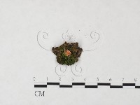 藏品()的圖片