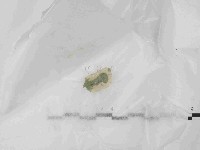 藏品()的圖片