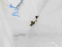 藏品()的圖片
