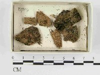 藏品()的圖片