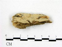 藏品(冇骨消絲齒菌)的圖片