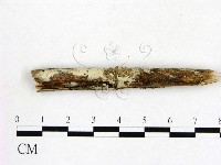 藏品(冇骨消絲齒菌)的圖片