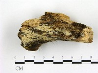 藏品(冇骨消絲齒菌)的圖片