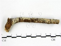 藏品(冇骨消絲齒菌)的圖片