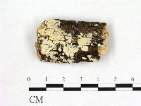 藏品(冇骨消絲齒菌)的圖片