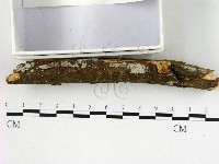 藏品(冇骨消絲齒菌)的圖片