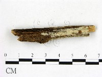 藏品(冇骨消絲齒菌)的圖片