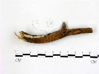 藏品(冇骨消絲齒菌)的圖片