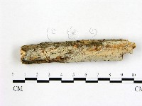 藏品(冇骨消絲齒菌)的圖片