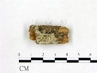 藏品(冇骨消絲齒菌)的圖片