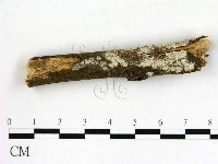 藏品(冇骨消絲齒菌)的圖片