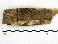 藏品(冇骨消絲齒菌)的圖片