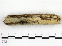 藏品(冇骨消絲齒菌)的圖片