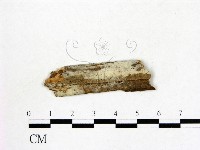 藏品(冇骨消絲齒菌)的圖片