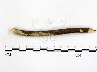 藏品(冇骨消絲齒菌)的圖片