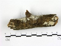 藏品(冇骨消絲齒菌)的圖片