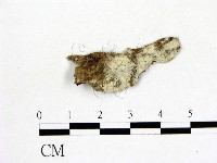 藏品(冇骨消絲齒菌)的圖片