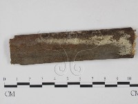 藏品(絲齒菌屬)的圖片