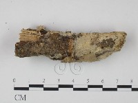 藏品(剛毛絲皮菌)的圖片