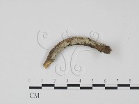 藏品(剛毛絲皮菌)的圖片