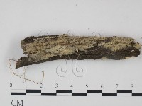 藏品(剛毛絲皮菌)的圖片