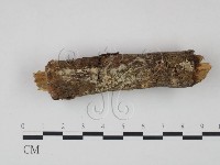 藏品(剛毛絲皮菌)的圖片