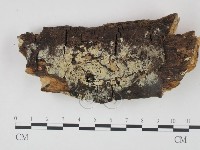 藏品(剛毛絲皮菌)的圖片