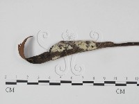 藏品(剛毛絲皮菌)的圖片