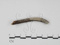 藏品(剛毛絲皮菌)的圖片