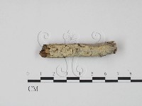 藏品(剛毛絲皮菌)的圖片