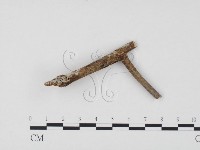 藏品(冇骨消絲齒菌)的圖片